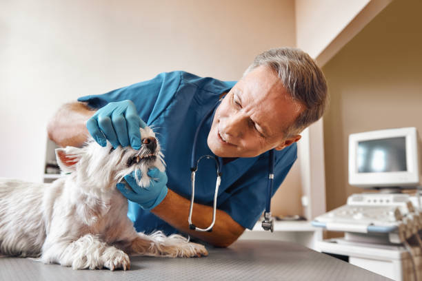 Best Emergency Dental Surgery in Oxford, PA